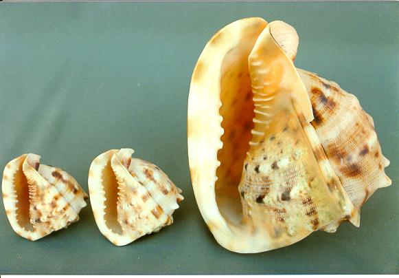 CASSIS CORNUTA 10-11 CM 25-28 