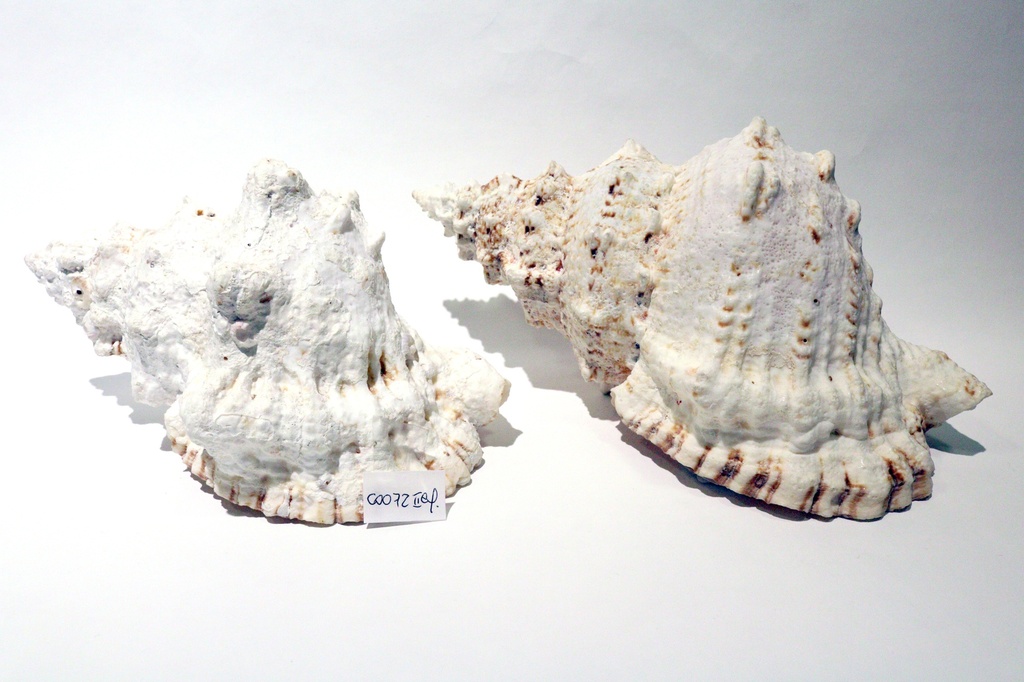 RANELLA LAMPAS 7" 2A QUALITA'  CM 18 