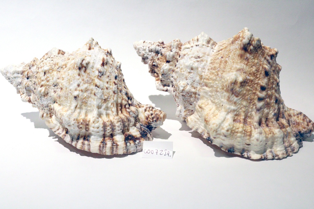 RANELLA LAMPAS 9"  CM 23 