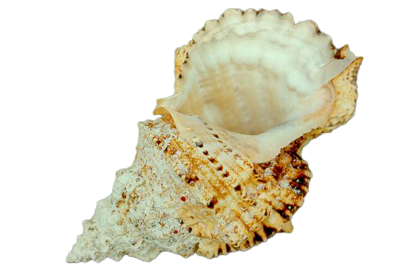 RANELLA LAMPAS 9"  CM 23 