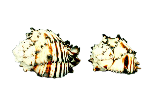 MUREX NIGRITUS GIGANTE 5-6 
