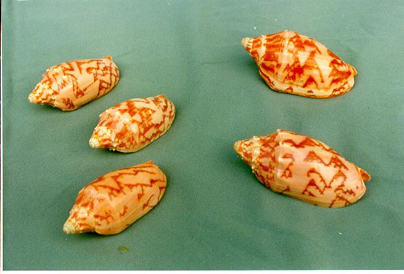 VOLUTA VESPERTILLO ORANGE PICCOLA CM 5 