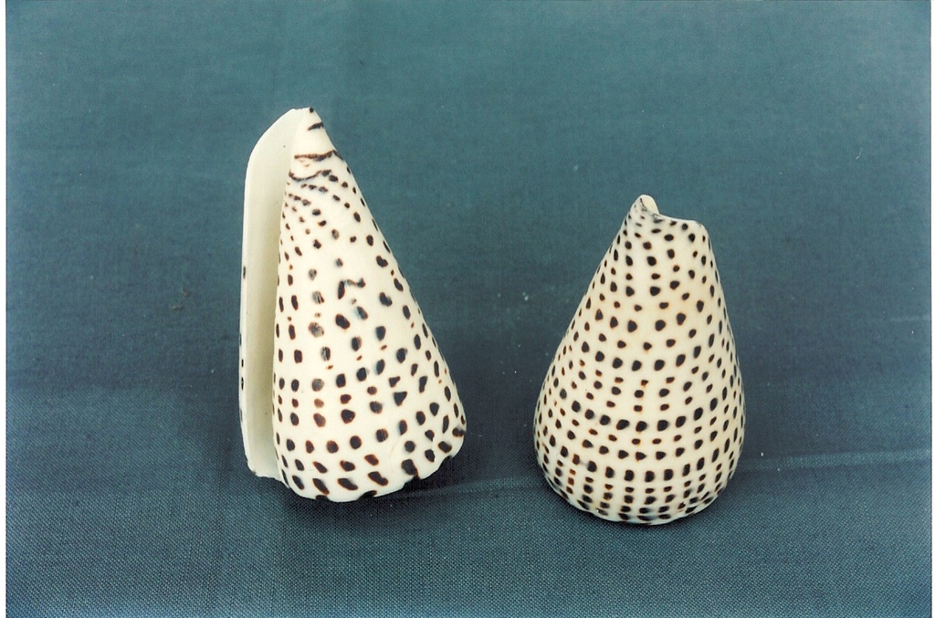 CONUS LEOPARDUS EXTRA 5" UP CM 12.5