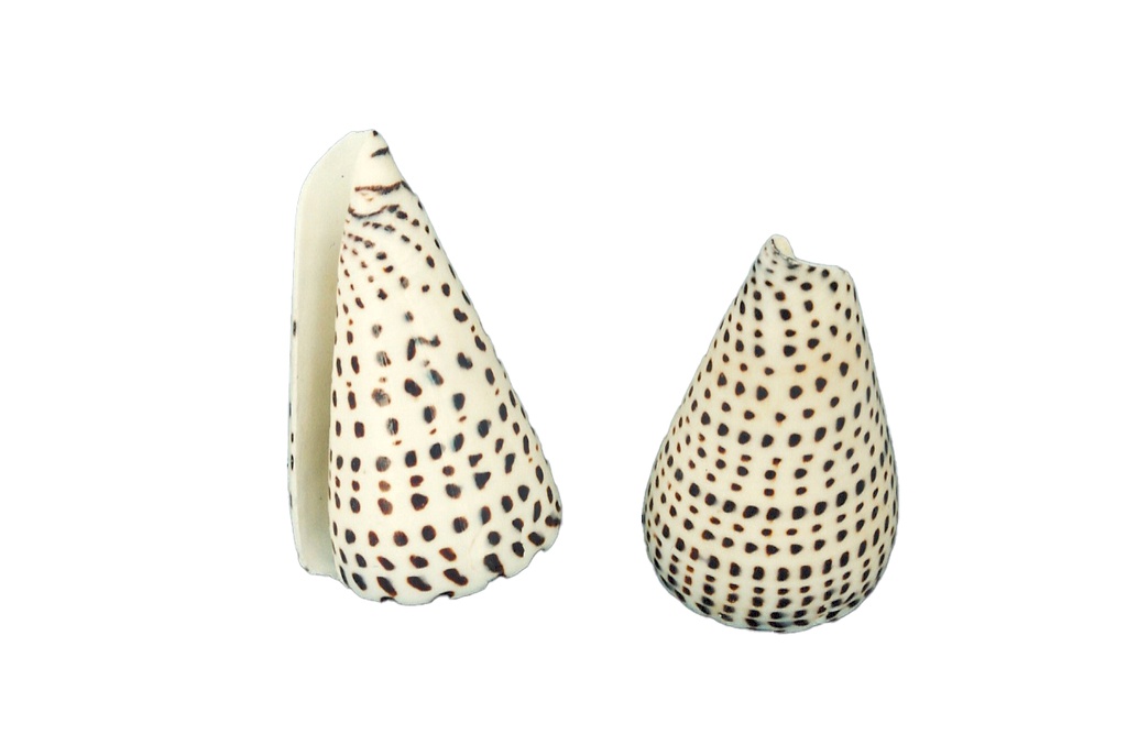 CONUS LEOPARDUS PICCOLO 3 BELOW 