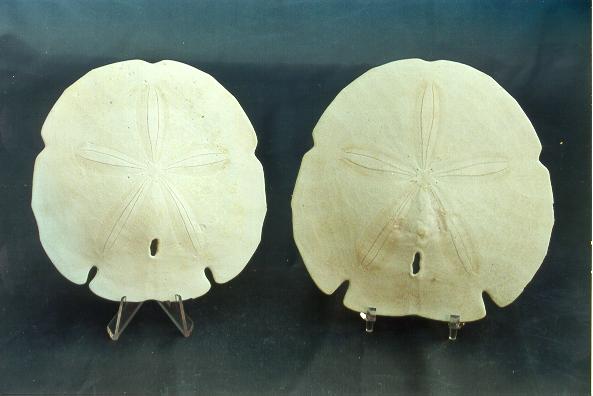 DOLLARI DI SABBIA 1 UP CM 2.5-3 