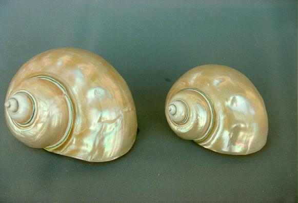 BURGOS MADREPERLA GRANDE CM 9-10 4" UP