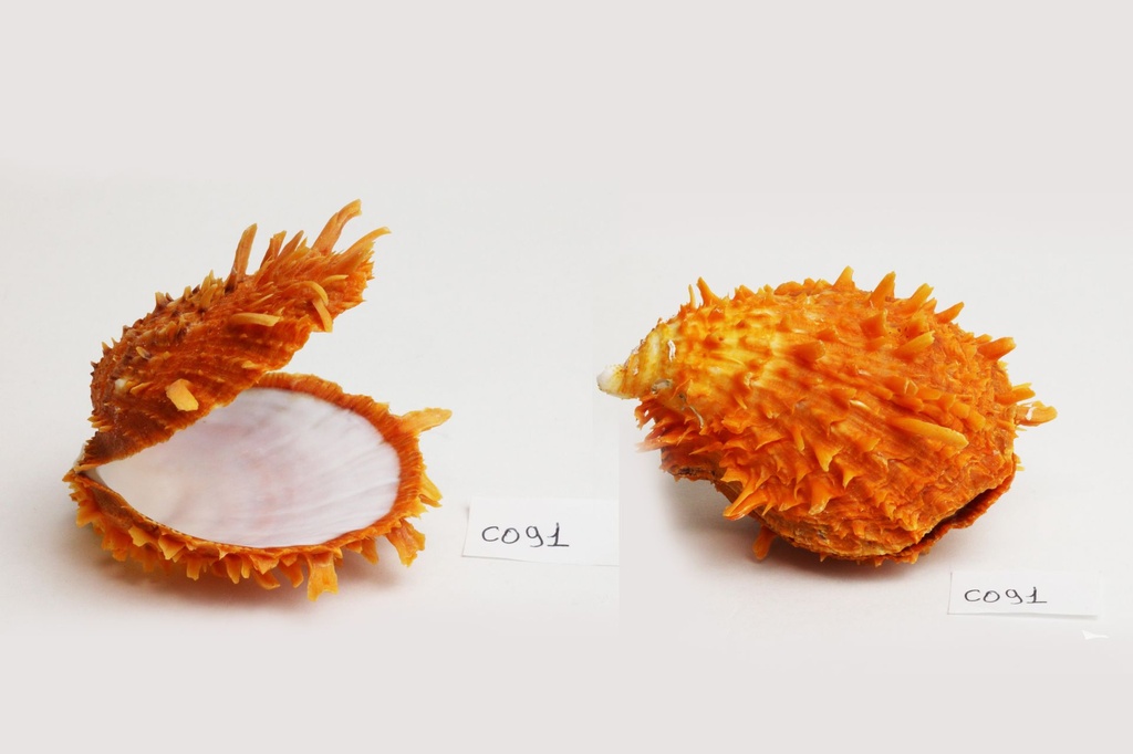 SPONDILUS BARBATUS MEDIO DIAM CM 8 