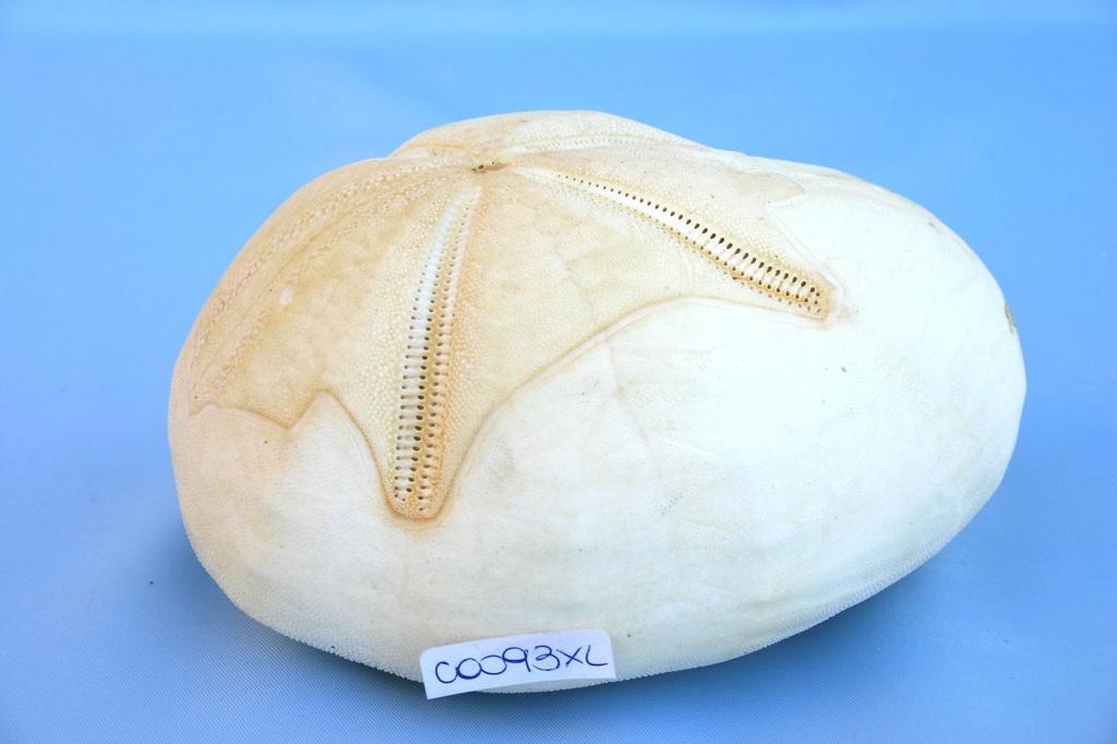 SEABISCUIT EXTRA LARGE 