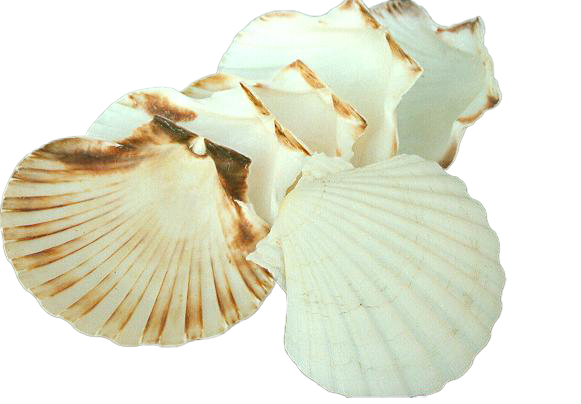 CAPPASANTA GIGANTE DIAM CM.14 LIMATA 