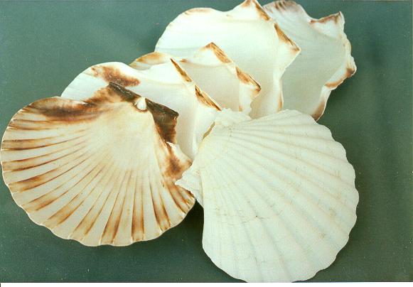 CAPPASANTA GRANDE DIAM CM.13 LIMATA 