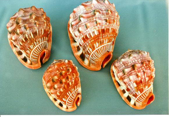 CASSIS RUFA PICCOLA CM 10-11 