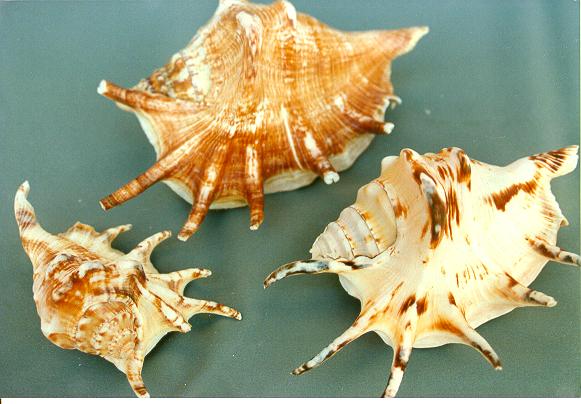 LAMBIS LAMBIS GIG 7" - 16cm 