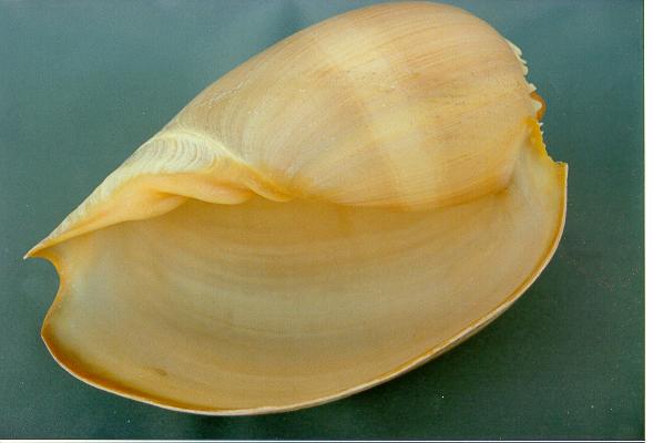 MELO DIADEMA 11-12 CM 27-30 