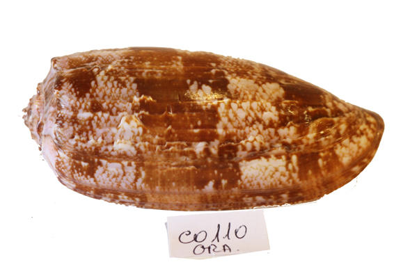 CONUS GEOGRAPHUS GRANDE CM 11 