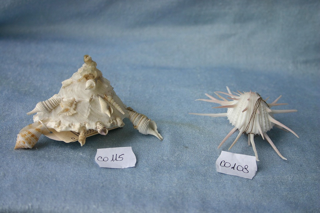 XYNOPHORA SENZA SPUGNA 