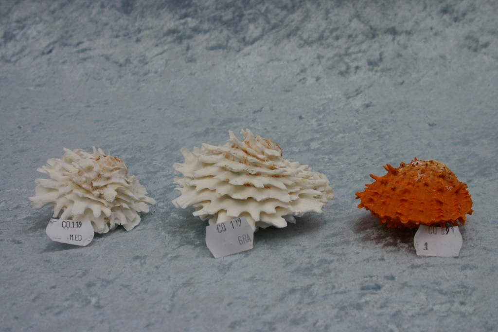 CHAMA LAZARUS BIANCO GRANDE DIAM CM 7.5 