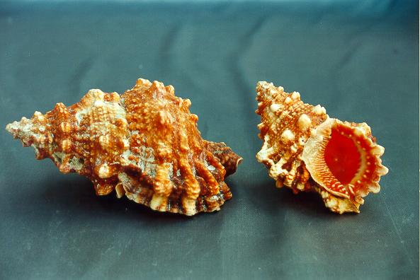 BURSA RUBETA 2.5 UP CM 9.5 