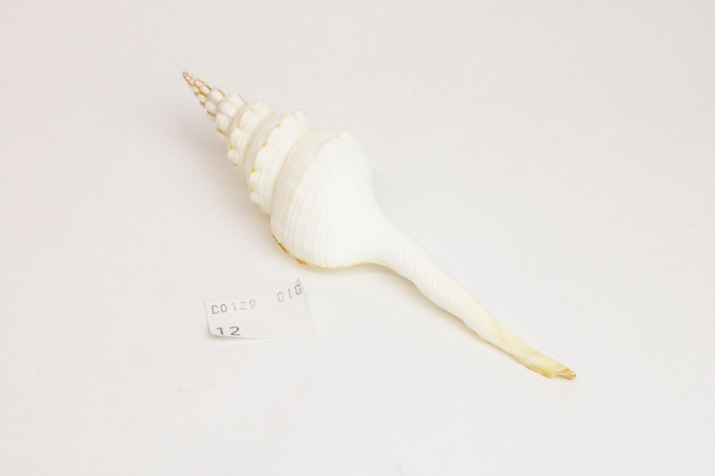 FUSINUS COLUS FILIPPINE GIGANTE 5" UP CM 15 