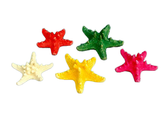 STELLE MARINE LONGISPINUS COLORATE MEDIE CM 17-20