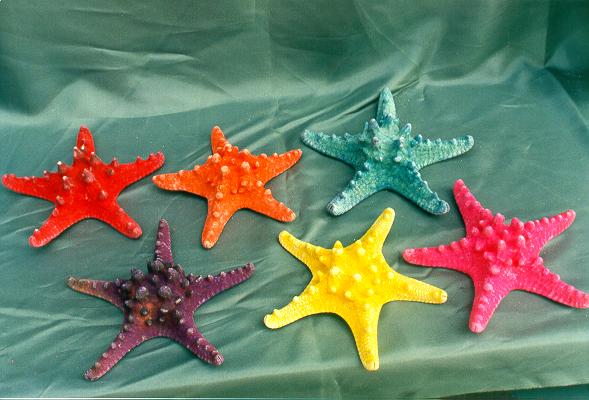 STELLE MARINE LONGISPINUS COLORATE MEDIE CM 17-20