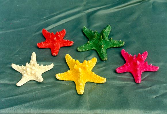 STELLE MARINE LONGISPINUS COLORATE PICCOLE CM 12-15