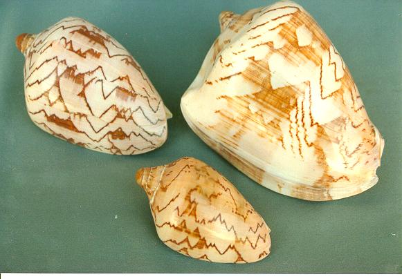 VOLUTA NOBILIS 6 UP CM 18*12 