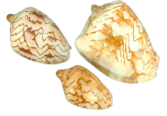 VOLUTA NOBILIS 6 UP CM 18*12 