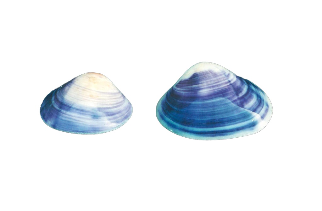 PURPLE CLAM APPAIATO SUPER 3.5" UP CM 10