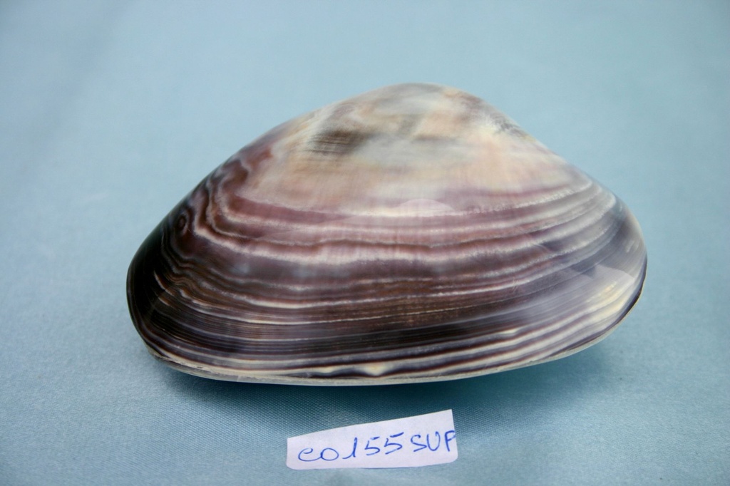 PURPLE CLAM APPAIATO SUPER 3.5" UP CM 10