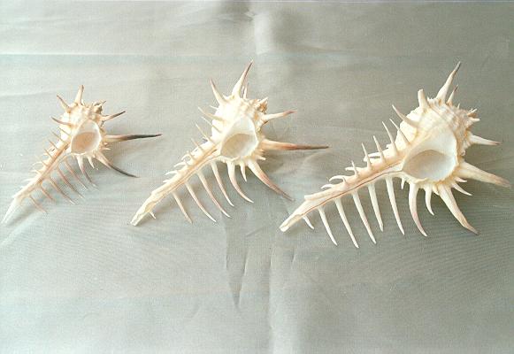 MUREX NEGROSPINUS MED CM 10 