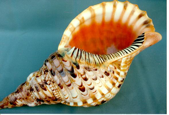 TRITONE CHARONIA VARIEGATUS 8" 2Â° QUALITA' 