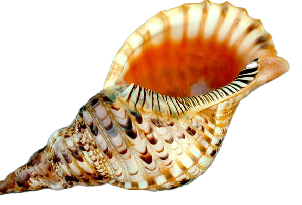 TRITONE CHARONIA VARIEGATUS 13" 2Â° QUALITA' 