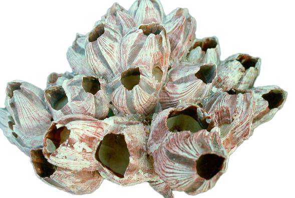 BARNACLE GIG CM.28x14 10 UP 