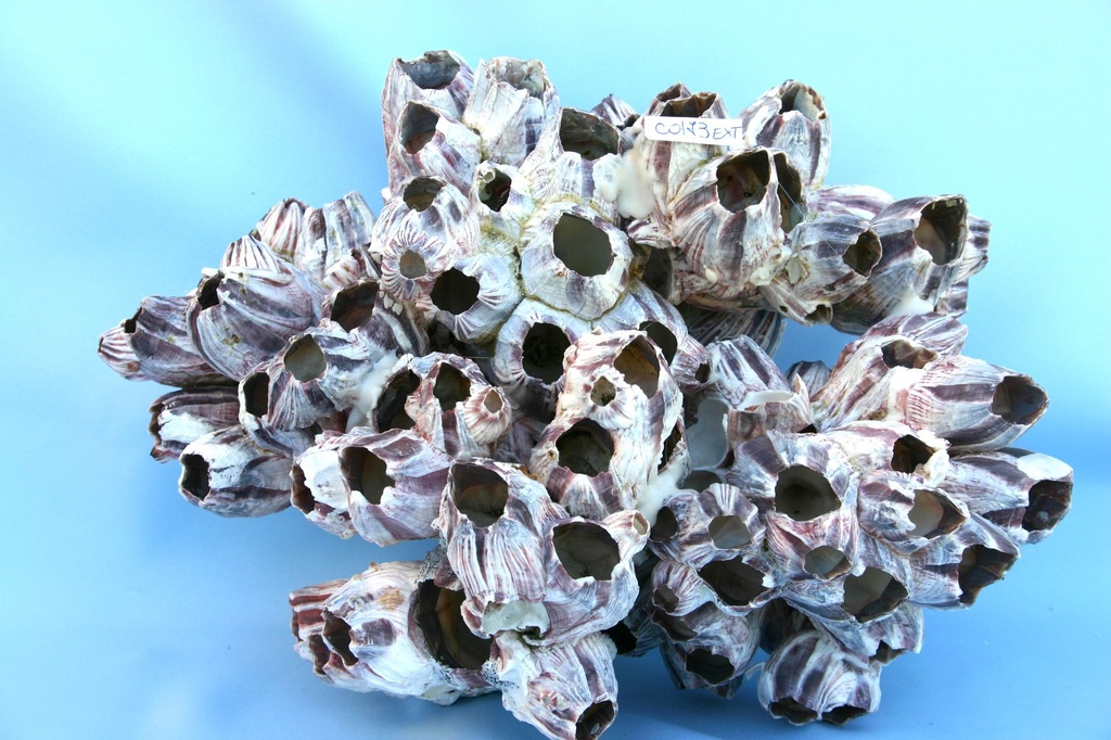 BARNACLE GRA CM.24x12  7-9" 