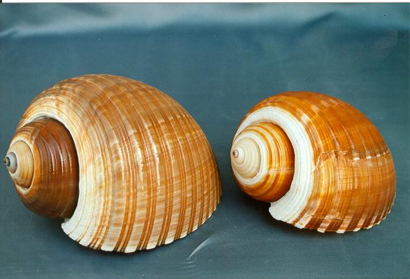 TONNA CEPA 5-6" CM.13-15 