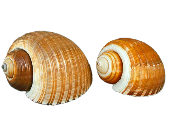 TONNA CEPA 6-7" CM.16-18 