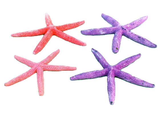 STELLE MARINE COLORATE PUNTE FINE MIN 3-4" cm 8-10