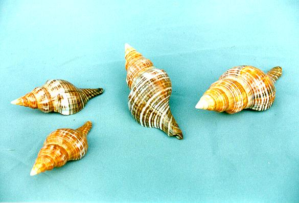 FASCIOLARIA FILAMENTOSA GIGANTE CM 12 