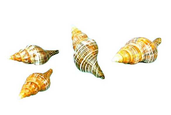 FASCIOLARIA FILAMENTOSA MEDIA  CM 8 