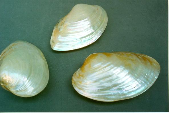 BROWN OYSTER POLISHED 5 UP CM 15*8.5 