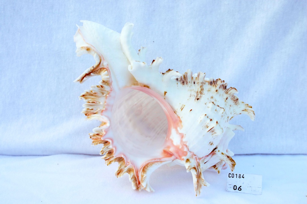 MUREX RAMOSUS GRANDE 5-6" 