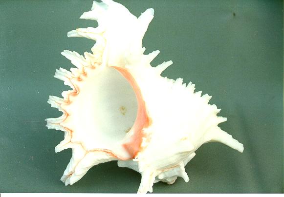 MUREX MULTIRAMOSUS 9-10"  CM 22-25 