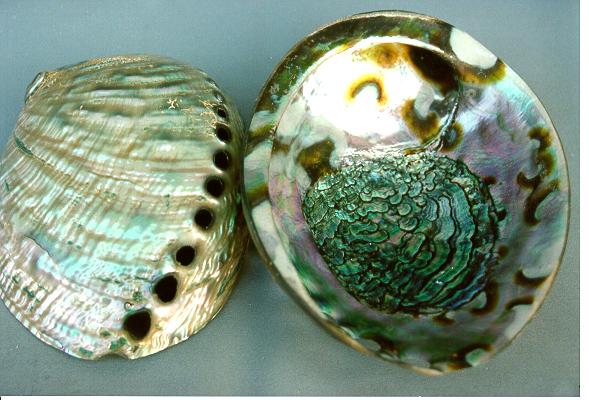 HALIOTIS VERDE LUCIDO MEDIO 4-5" CM 13 