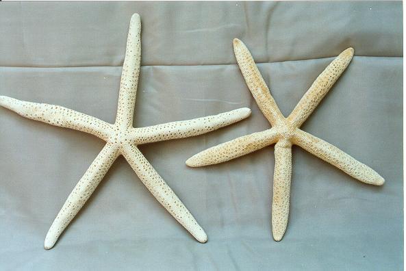 STELLA MARINA PUNTE FINE NAT.GRA DIAM CM 20-23 8-9"