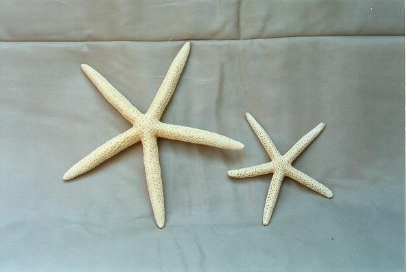 STELLA MARINA PUNTE FINE NAT.PIC CM 12.5-15 5-6