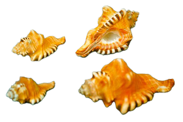 CYMATIUM PERRY PICCOLO CM 6-8 