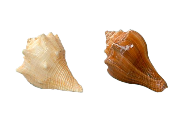HEMIFUSUS PUGLINA PICCOLO 