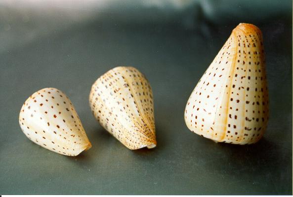 CONUS BETULINUS MEDIO 