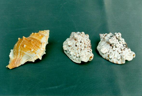 STROMBUS LENTIGGINOSUS CM 6-7 