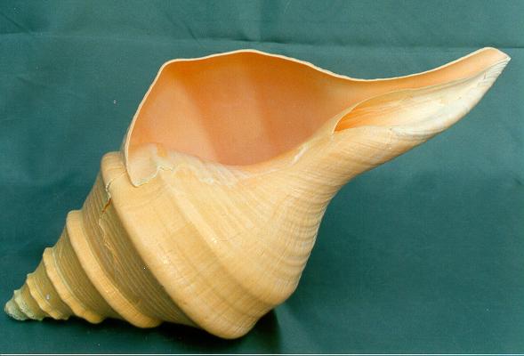 SYRINX ARUANUS 17"-18" CM 42-45 